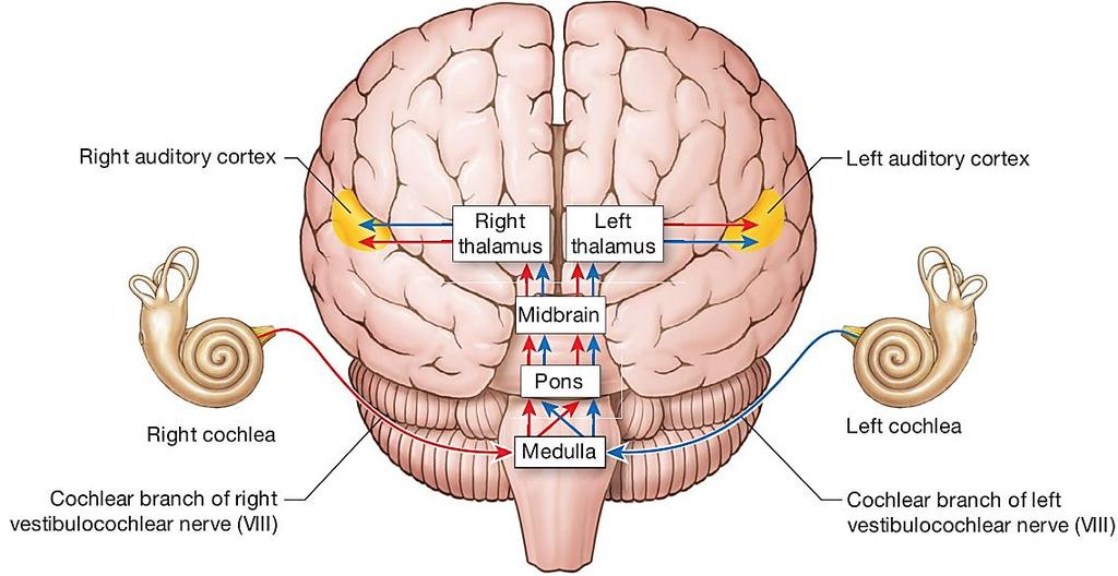 Централни слушни механизми Слушни патишта (синапси на повеќе места) Спирален ганглион