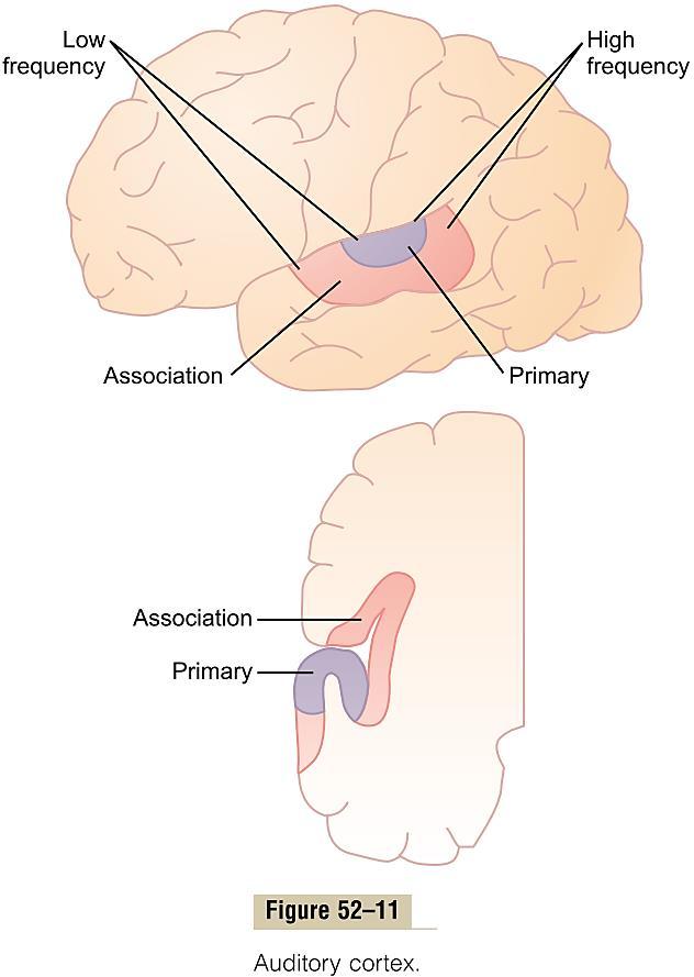 Подоминантна е трансмисијата во контралатералните патишта Нервни влакна до ретикуларниот активациски систем на мозочното стебло Влакна до малиот мозок Улога на кората на големиот мозок при слушањето