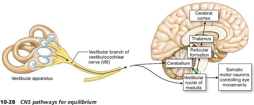 Нервни врски на вестибуларниот апарат со ЦНС Вестибуларен нерв Јадра во мозочното стебло (вестибуларни и ретикуларни) Региони од церебелумот (главно сигнали за рапидни промени во