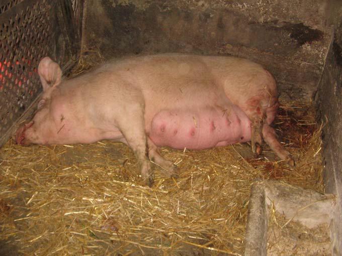 Metritis, mastitis, agalakcija sindrom (MMA sindrom) bolest kompleksne etiologije (sindrom mliječne groznice ili puerperalna septikemija obično se javlja 12 do 36 sati