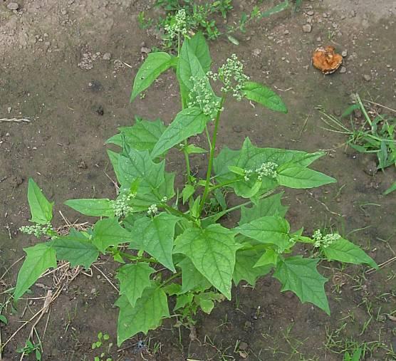 Слика 4. Chenopodium album L. Слика 5. Chenopodium hybridum L. (floracatalana.es) (luirig.altervista.org) Chenopodium hybridum L.