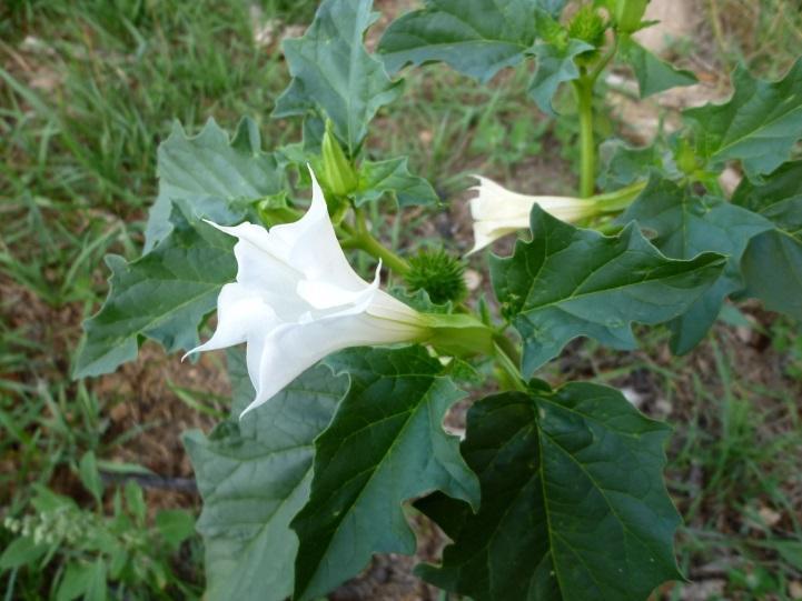 Слика 6. Datura stramonium L. (www.pittaayurveda.com) Heliotropium europaeum L. Брадавка Брадавка је коровско-рудерална биљка из фам. Boraginaceae.
