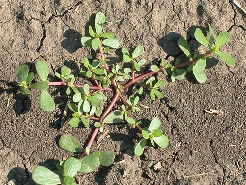 Portulaca oleracea L. -Обични тушт Тушт је коровска биљка из фамилије Portulacaceae. Размножава се семеном, каснопролећна је врста, клија и ниче у мају и јуну.