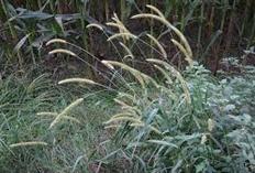 Слика 9. Setaria glauca (L.) Beauv. (ratarstvo.net) Слика 10. Setaria viridis (L.) Beauv. (www.bastovanstvo.rs) Solanum nigrum L.
