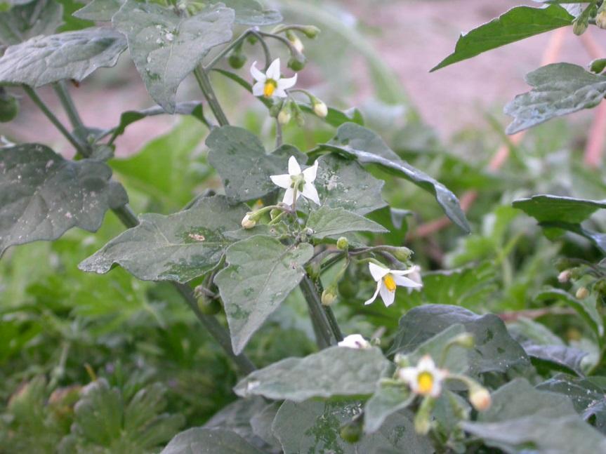 Слика 11. Solanum nigrum L. (phytoimages.siu.edu) Sorghum halepense (L.) Pers. Дивљи сирак Вишегодишња биљка, висока 1 m и више. Има доста дебеле ризоме, кратко пузеће, са столонама.