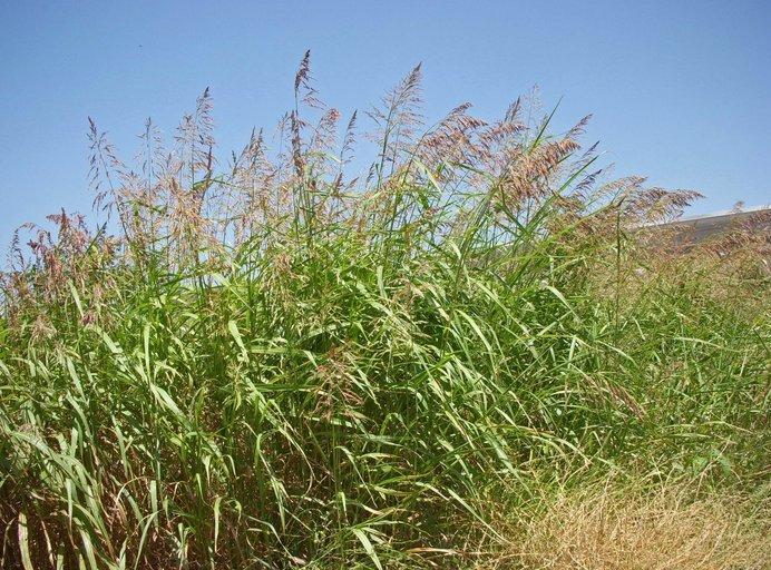 Слика 12. Sorghum halepense (L.) Pers. (calphotos.berkeley.edu) Stachys annua L. Једногодишњи чистац Једногодишња озима биљка висока до 30 cm.