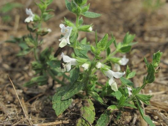 Слика 13. Stachys annua L. Слика 14. Stellaria media L. (florevirtuelle.free.fr) (www.cnseed.org) Stellaria media L. Мишљакиња обична Једногодишња или двогодишња биљка из фам. Caryophyllaceae.