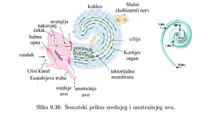 29-Новембар-10 Физика, 2010 58 Ултразвук звук фреквенције веће од 20 000 Херца примена аларми, користе га и животиње за оријентацију и комуникацију због високе фреквенције, таласнадужинамујемалапасе,