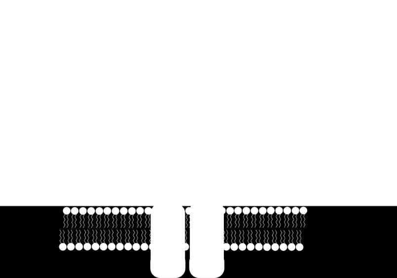 Pri prepoznavanju in ekstrakciji endotoksina iz bakterijske zunanje membrane sodelujeta tudi serumski LPS-vezavni protein (LBP) in CD14.