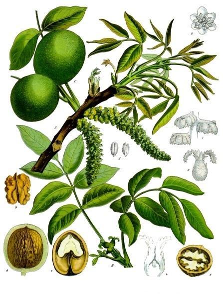 Сл. 2. Морфологија ораха http://www.botanical.com/botanical/mgmh/w/walnut06-l.jpg Сл. 3. Мушки и женски цветови ораха (ориг. Д. Кулачанин) 1.