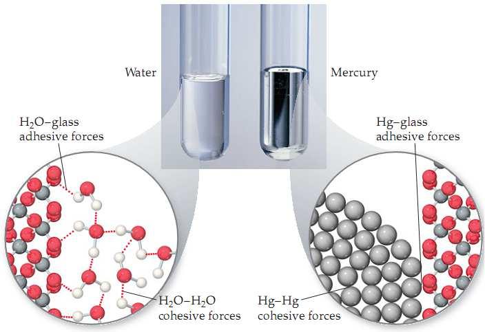 Hg-stiklas adhezijos jėgos H 2 O-H 2