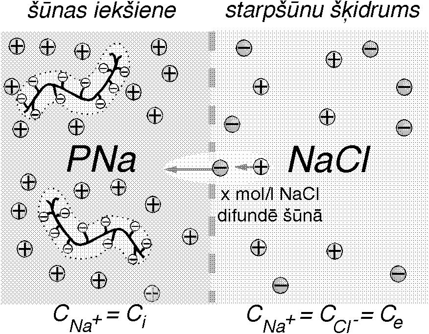 XI.3. LIELMOLEKULĀRO VIELU ŠĶĪDUMI 351 t.i., olbaltumviela turpmākajā tekstā ir apzīmēta ar PNa, kas sastāv no LMV polijoniem P un Na + joniem.
