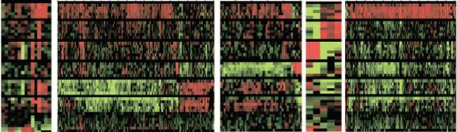 Gene expression ratio Za vpliv specifičen profil genskega izražanja Causton et al (2001) Mol Biol Cell 12:323 COX6 FTH1 GEA2