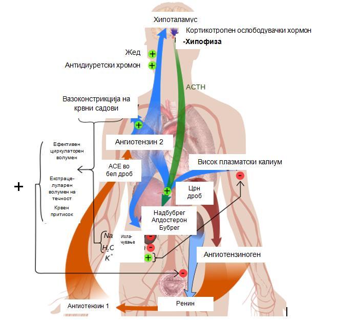 Ревиски труд Активација на системот РААС Системот ренин-ангиотензин-алдостерон е хормонски систем кој го регулира крвниот притисок и балансот на флуиди и електролити во организамот.