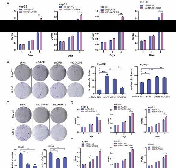 Supplementary Figure S2. shrna-mediated loss-of-function screening of mutant genes on HB cell proliferation. A.