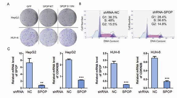 Supplementary Figure S4. SPOP S119N is a loss-of-function mutation in HB. A.