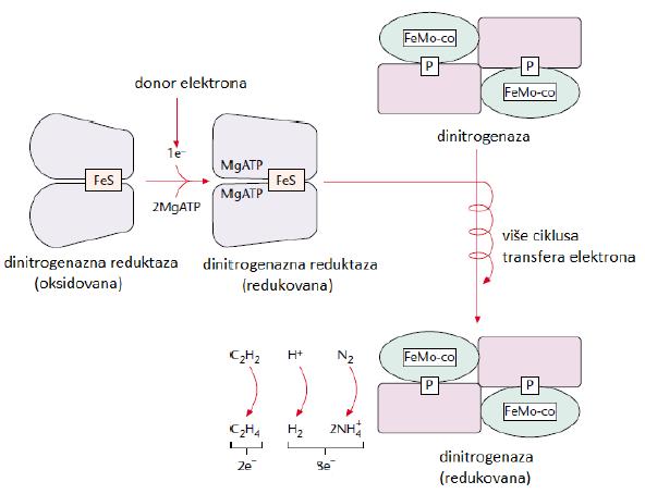 TOK ELEKTRONA, MEHANIZAM I KINETIKA REDUKCIJE SUPSTRATA Redukcija supstrata obuhvata: 1. Formiranje kompleksa između redukovanog Fe-proteina i dva MgATP i FeMo-proteina. 2.