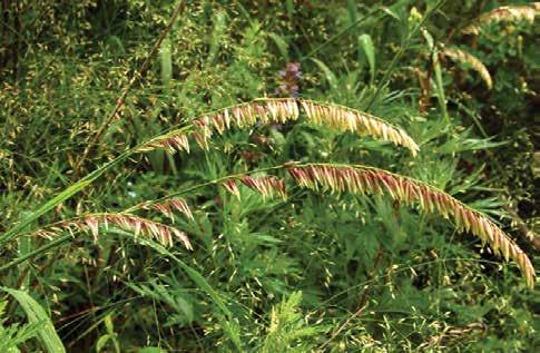 Бийик мелика (лат. Melica altissima) Бийиктиги 90-100 см чейин өскөн, кочкул-жашыл түстүү келген одуракай жазы жалбырактуу көп жылдык өсүмдүк.