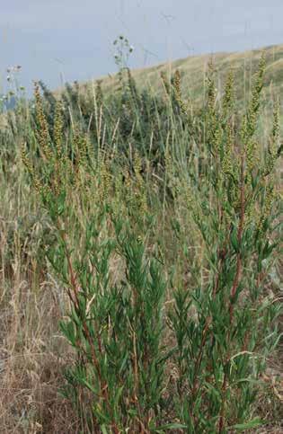 Шыралжын шыбак (лат. Artemisia dracunculus) Шыралжын шыбак (лат.