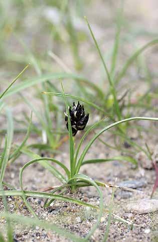 Жоон мамычалуу ыраң (лат. Carex pachystylis) Көп жылдык тамыр сабактуу өсүмдүк. Бийиктиги 7-30 см, үч кырлуу, түбүндө эски жалбырактардын калдыктары кезигет.
