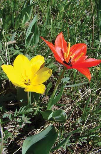Зинаида мандалагы (лат. Tulipa zenaidae) Бийиктиги 25-35 см жеткен көп жылдык өсүмдүк. Жалбырактары сүйрү, учтуу жана өңү көгүш келет. Гүлдөрү ар сабагында бирден чыгат, өңү кызыл же сары.