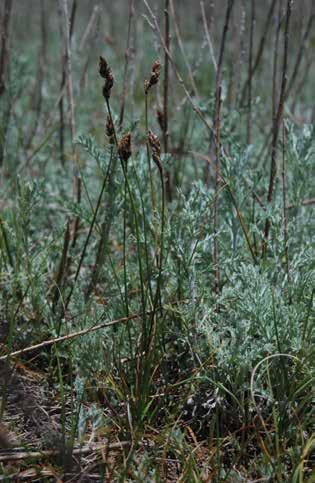Ичке жалбырактангансынган ыраң (лат. Carex stenophylloides) Бийиктиги 15-40 см жеткен, тамыр сабактуу өсүмдүк. Жалбырагы сабагы менен теңдеш, жалпак, бир аз ийилип турат.