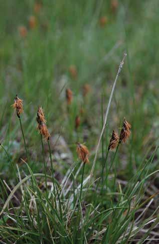 Ичке мөмөлү доңгуз сырт (лат. Kobresia stenocarpa) Көп жылдык өсүмдүк. Сабактары үч кырлуу, 35 см бийик, түз өсөт. Жалбырагы жалпак узун, сабагынан 2-4 эсе кыска келет. Гүл тобу - машак.
