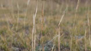 Кавказ ак кылканы (лат. Stipa caucasica, Stipa species) Бийиктиги 30 см жеткен, сөңгөктөнгөн тыгыз чым түптүү дан өсүмдүгү.