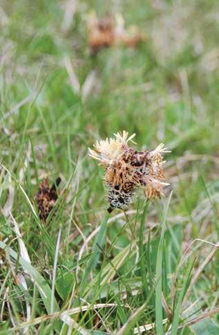 Кара баш ыраң (лат. Carex melanantha) Пайдалануу Тамыр сабактуу, бийиктиги 10-30 см жеткен көп жылдык өсүмдүк. Сабагы үч кырлуу. Жалбырагы сабагына окшош.