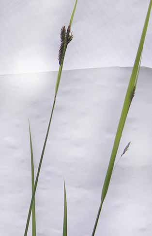 Кууш мөмөлүү ыраң (лат. Carex stenocarpa) Пайдалануу Бийиктиги 15-60 см болгон көп жылдык өсүмдүк. Сабактары үч кырлуу, баш жагы ийилип тургат. Жалбырактары жалпак. Гүл тобу ийилген чачы.