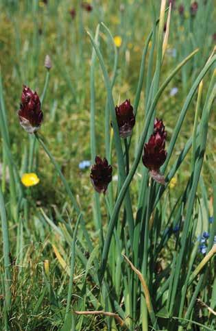 Кызгылт кара пияз (лат. Allium atrosanguineum) Бийиктиги 10-40 см жеткен көп жылдык өсүмдүк. Сабактары жарымына чейин жылмакай жалбырактар менен курчалып өсөт.