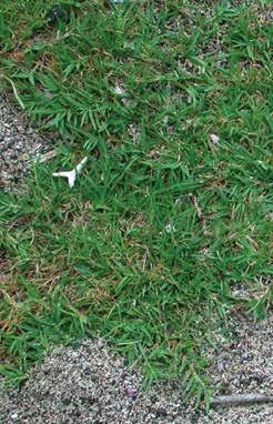 Манжадай ажырык (лат. Cynodon dactylon) Пайдалануу Көп жылдык тамыр сабактуу өсүмдүк. Сабактары түбүнөн баштап бутактуу келет. Гүл тобу шыпыргы. Машагы манжа сымал жайгашкан.