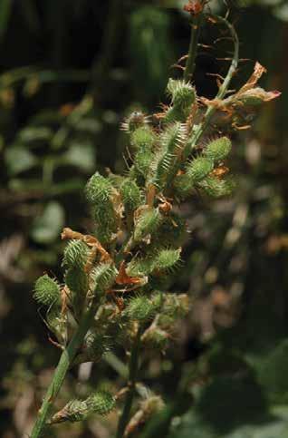 Тоо тыйынчанагы (лат. Hedysarum montanum) Тоо тыйынчанагы (лат. Hedysarum montanum) Копеечник горный Бийиктиги 40-60 см жеткен көп жылдык өсүмдүк. Сабагы түз же болбосо жерден бир өөдө көтөрүлүп өсөт.