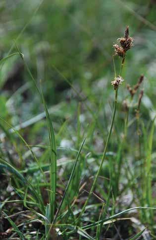 Туркстан ыраңы (лат. Carex turkestanica Regel.) Пайдалануу Бир тутам сөңгөк чым түзгөн көп жылдык тамыр сабактуу өсүмдүк.