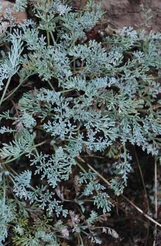 Тянь-шань шыбагы (лат. Artemisia tianschanica) Бийиктиги 10-40 см жеткен жарым бадал сымал боз өсүмдүк. Тамыры жыгачтанып калың келет.