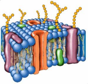 interakcia enzymov so