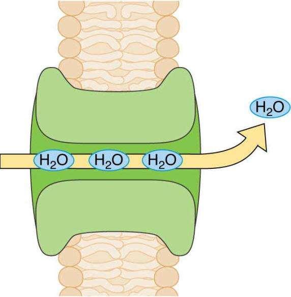 Akvaporini so vodni kanali-beljakovinske molekule skozi katere prehaja voda po pricipu osmoze.