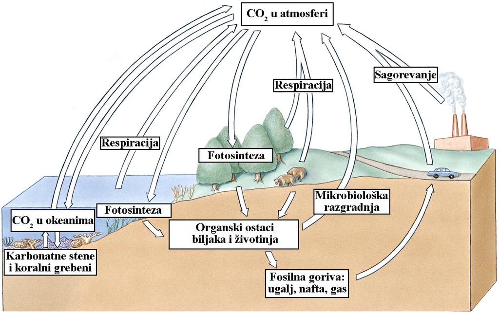 CIKLUS A U prirodi ugljenik se nalazi u obliku: CO2 (gas u atmosferi) CO2 i HCO3 (rastvoreni u vodi) CaCO3, MgCO3 (karbonatne stene i koralni grebeni) uglja, nafte i prirodnog gasa (nastali