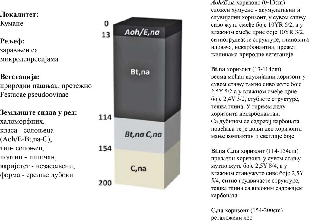 Борис Кузмановић Мастер рад ПРЕГЛЕД ЛИТЕРАТУРЕ Слика 3. Шематски приказ и опис унутрашње морфологије профила солоњеца на локалитету Кумане (Белић и сар.