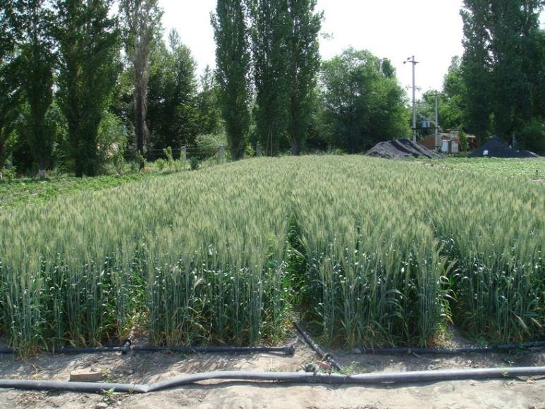РЕЗУЛАТАТИ ИСТРАЖИВАЊА СА ДИСКУСИЈОМ условима наводњавања, у двогодишњем периоду, остварили просечан принос пшенице од 7,295 t ha -1. Сл. 9.