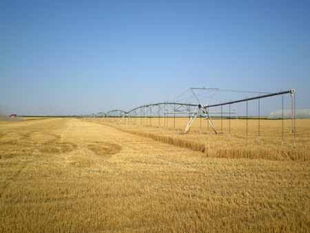 УВОД Изостаје бокорење у јесен и образовање секундарних коренова. У томе се огледа значај јесењег заливања пшенице. У случају сушног пролећа може се јавити потреба за заливањем и пре влатања.