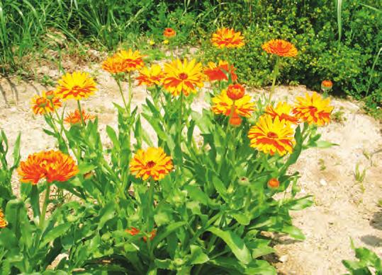 GRADINARSTVO Efekti na prijatelskite rastenija Rastenija dobri sosedi Son~ogled (Helianthus annus) Neven (Calendula officinalis) Koga se koristi efektot na dobar sosed (prijatelski, korisni