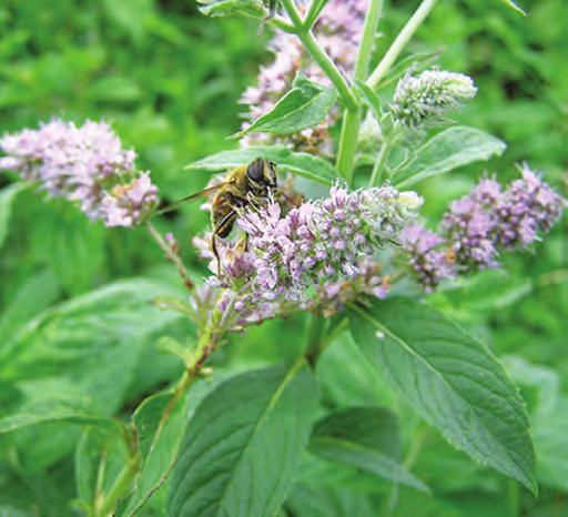 RUBRIKA Facelija (Phcelia) Fenikulum (Feniculum officinalis) Nane (Mentha piperita) brojot na {tetnite insekti.