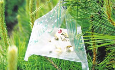 rastenijata ili duri i za onevozmo`uvawe na oploduvaweto na `enkite na nekoi {tetni insekti.