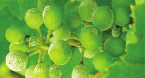 ZA[TITA Hemomak Pesticidi Pepelnicata opasnost za zelenite delovi na rastenieto Pi{uvaat: dipl. zemjod. in`.