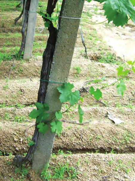 Rezidba Nadnaslov zeleno LOZARSTVO RUBRIKA Defolijacija na vinova loza Pi{uva: prof.