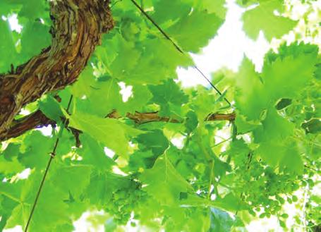 Taa gi opfa}a merkite za ureduvawe na lastarite, ureduvawe na grozjeto i primenata na bioregulatorite koi vlijaat na porastot i sozrevaweto na organite na vinovata loza.