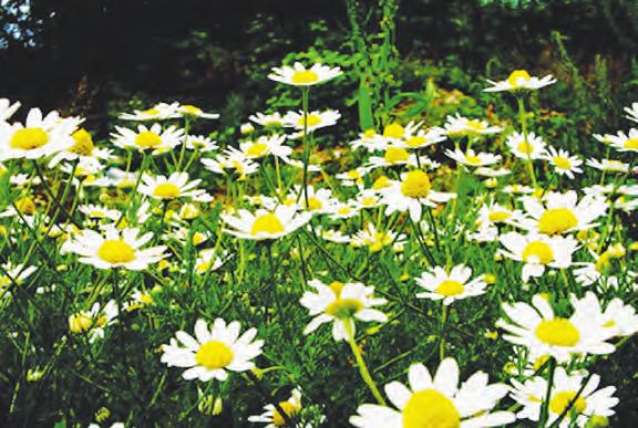 Se koristi cvetot od kamilicata (Chamomillae flos) i eteri~noto maslo (Chamomillae aetheroleum).
