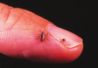 Tie se sostaveni od telo, ~etiri para noze i usten aparat so koj cicaat krv. Se razvivaat vo faza na jace, larva, ninfa i adulten oblik. Site razvojni oblici, so isklu~ok na jajcata, cicaat krv.