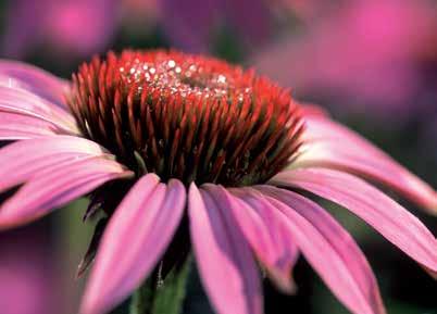 Ehinaceja krema Ehinaceja krema vsebuje izvleček iz ameriπkega slamnika (Echinacea purpurea).